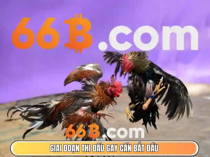 66B - Trải Nghiệm Cá Cược Game Bài 66B Thú Vị Và Ưu Đãi Hấp Dẫn 2026