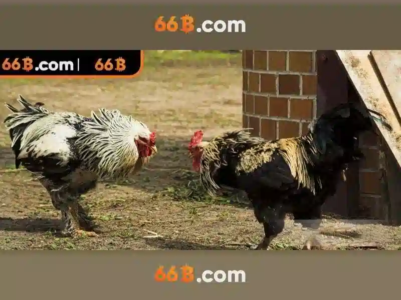 ưu điểm 66B