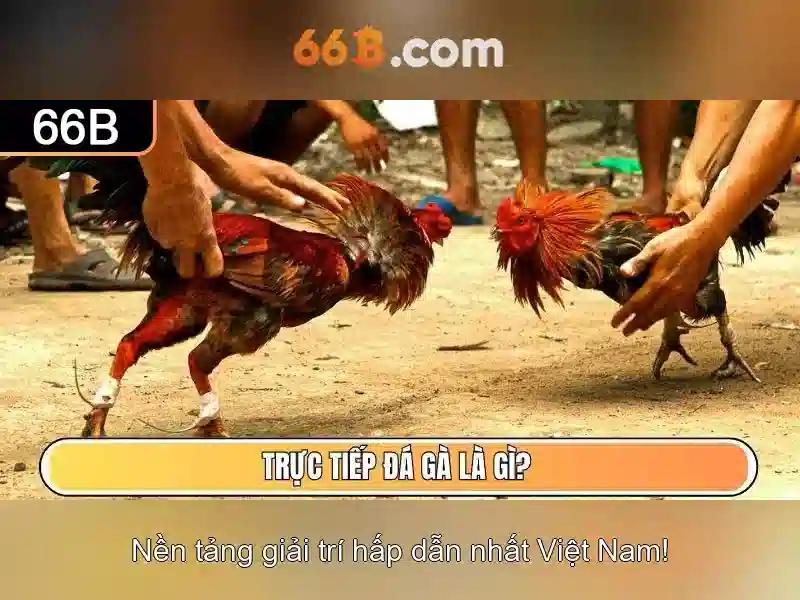 Ưu Đãi 66B